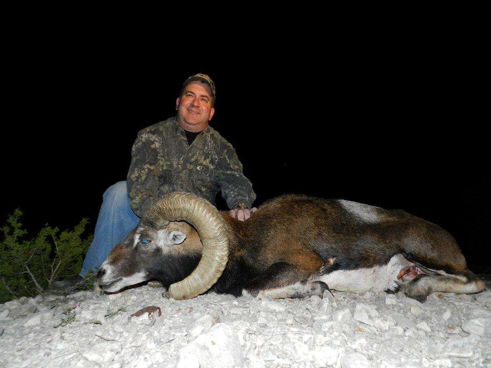 Mouflon Ram Mouflon Ram